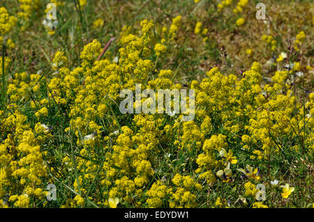 Lady's Bedstraw - Galium verum Mass of flowers on Machair grassland Stock Photo