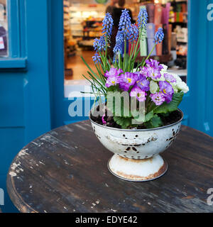 colorful fresh spring primrose flowers in the pot on the wooden table in the street cafe Stock Photo