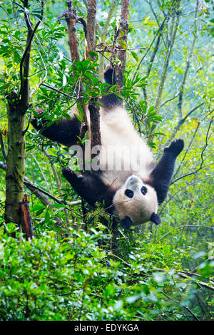 Giant Panda (Ailuropoda melanoleuca) hanging in a tree, captive, Chengdu Research Base of Giant Panda Breeding or Chengdu Panda Stock Photo