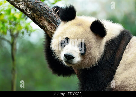 Giant Panda (Ailuropoda melanoleuca) perched on a tree, captive, Chengdu Research Base of Giant Panda Breeding or Chengdu Panda Stock Photo