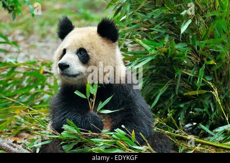 Giant Panda (Ailuropoda melanoleuca) feeding on bamboo leaves, captive, Chengdu Research Base of Giant Panda Breeding or Chengdu Stock Photo
