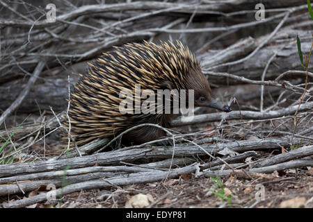 Short-beaked echidna,Tachyglossus aculeatus, in Australia Stock Photo