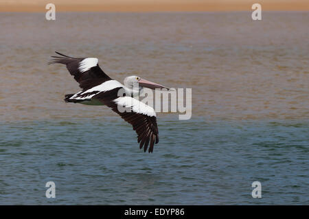 Pelican in flight, Australia Stock Photo