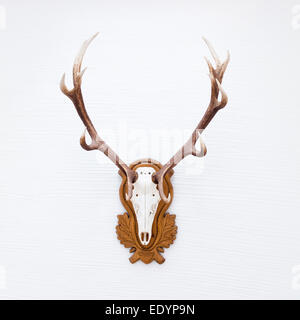 Antlers of a huge stag on white wall. Stock Photo