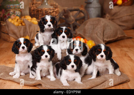 Cavalier King Charles Spaniel, puppies, 9 weeks, tricolour|Cavalier King Charles Spaniel, Welpen, tricolour, 9 Wochen Stock Photo