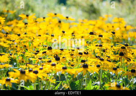 A bright yellow group of Rudeckia Goldsturm in a late summer English flower border. Stock Photo