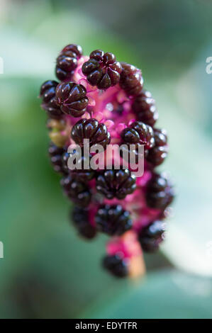 Shiny ripe Pokeweed berries. Phytolacca americana. Growing in an English garden. Stock Photo
