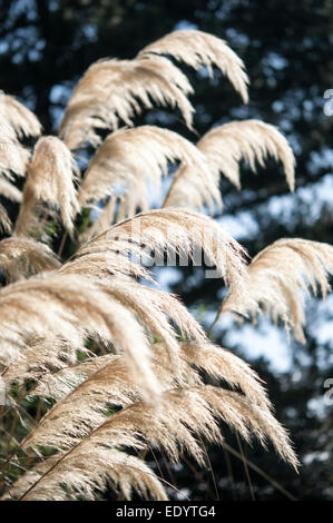 Pampas grass flower heads gracefully drooping in summer sunshine. Stock Photo