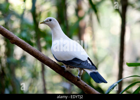 Torresian imperial pigeon, Queensland,Torresian imperial pigeon Stock Photo