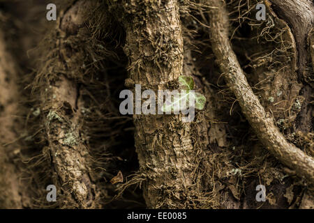 Ivy growing on a deciduous tree. Stock Photo