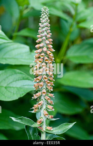 Digitalis parviflora flower spike Stock Photo