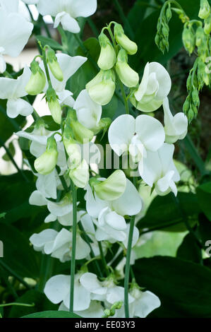 Perennial sweet pea 'White Pearl@ Stock Photo