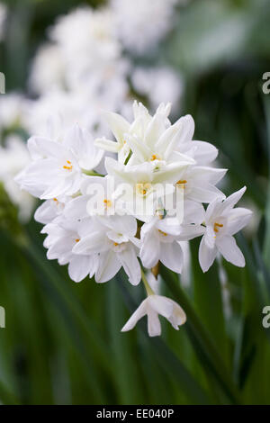 Paperwhite Narcissi growing indoors. Stock Photo