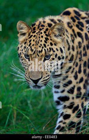 Amur Leopard (Panthera pardus orientalis), adult, native to Asia, captive, England, United Kingdom Stock Photo