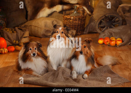 Sheltie, males, sable-white, 12, 11 and 1 year|Shelties, Rueden, sable-white, 12, 11 und 1 Jahr alt Stock Photo