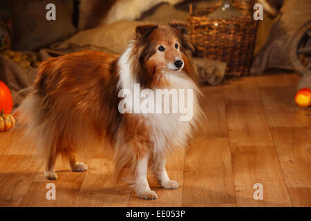 Sheltie, male, sable-white, 12 years old|Sheltie, Ruede, sable-white, 12 Jahre alt Stock Photo