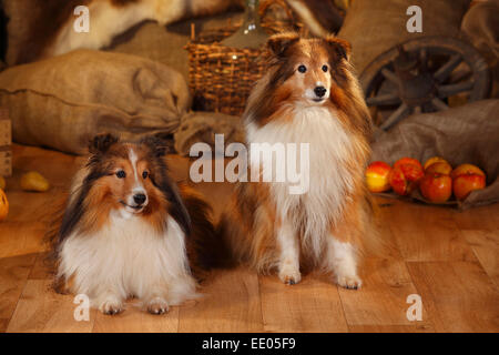 Sheltie, males, sable-white, 12 and 11 years old|Shelties, Rueden, sable-white, 12 und 11 Jahre alt Stock Photo