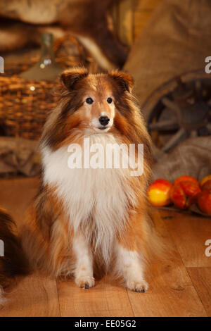 Sheltie, male, sable-white, 12 years old|Sheltie, Ruede, sable-white, 12 Jahre alt Stock Photo