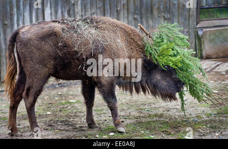 Prague, Czech Republic. 12th Jan, 2015. An European bison plays with a Christmas tree at the zoo in Prague, Czech Republic, Monday, Jan. 12, 2015. The animals at Prague Zoological Garden enjoy Christmas trees donated to the zoo by sellers who had not sold them before the holidays. © Vit Simanek/CTK Photo/Alamy Live News Stock Photo