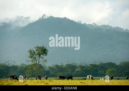 Dominikanische Republik, Südwesten, Kühe auf der Weide bei Rancho Arriba östlich von San Jose de Ocoa an der Strasse zur Autopis