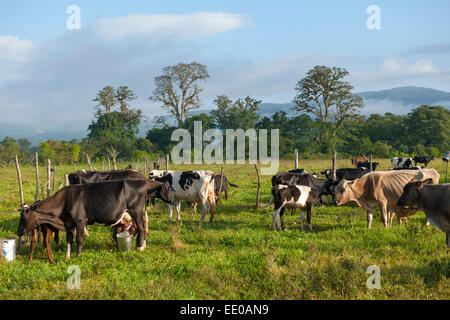 Dominikanische Republik, Südwesten, Kühe auf der Weide bei Rancho Arriba östlich von San Jose de Ocoa an der Strasse zur Autopis Stock Photo