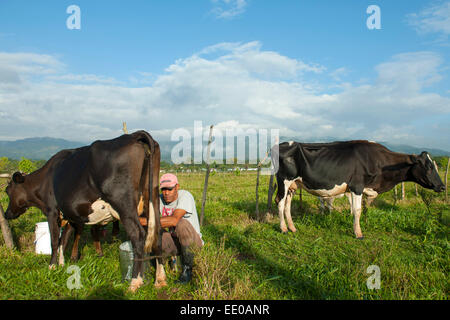 Dominikanische Republik, Südwesten, Mann melkt Kuh auf Weide bei Rancho Arriba östlich von San Jose de Ocoa an der Strasse zur A Stock Photo