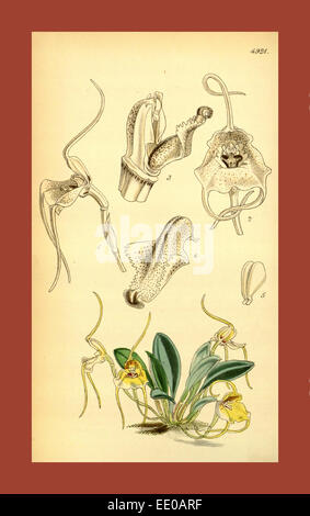 19th century botanical colour  print. Botanical illustration.  Form, colour, and details of the  plant as an art piece Stock Photo