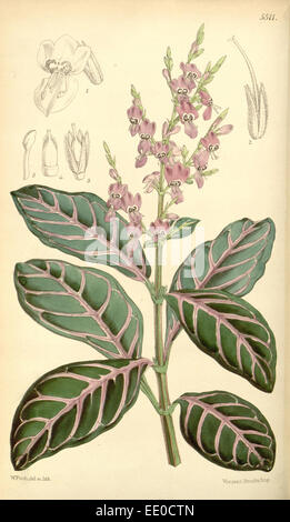 Botanical Print by Walter Hood  Fitch 1817 – 1892, W.H. Fitch  was an botanical illustrator and  artist, born in Glasgow Stock Photo
