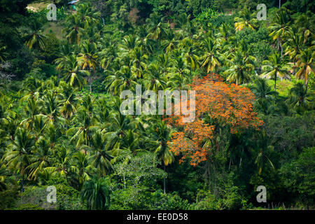 Dominikanische Republik, Südwesten, bei San Christobal, rot blühender Baum Stock Photo