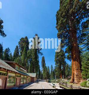 The Giant Forest Museum on Generals Highway, Sequoia National Park, Sierra Nevada, California, USA Stock Photo