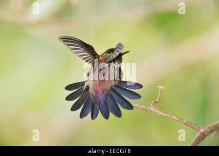 copper-rumped hummingbird (Amazilia tobaci) adult perched on bracnh stretching wings and tail Stock Photo