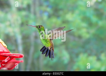 copper-rumped hummingbird (Amazilia tobaci) adult male hovering near hummingbird feeder Stock Photo