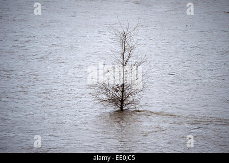 Dresden, Germany. 12th Jan, 2015. A tree pokes through the floodwaters of the Elbe river in Dresden, Germany, 12 January 2015. The first of four flood alarm levels was signaled for the Elbe in Dresden. On Monday the water level reached 4.44 meters. The level will increase, according to estimates from the State Flood Center. A water level of two meters is normal, becoming critical at six meters. Photo: ARNO BURGI/dpa/Alamy Live News Stock Photo