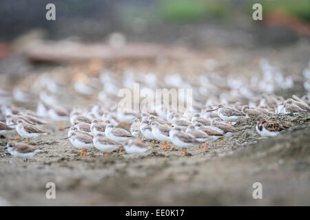 Terek Sandpiper (Xenus cinereus) flock roosting. Pak Thale. Thailand. Stock Photo
