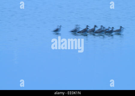 Great Knot (Calidris tenuirostris) flock at dusk. Pak Thale. Thailand. Stock Photo