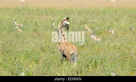 A baby giraffe (Giraffa camelopardalis) looking at a herd of small gazelles in Serengeti National Park, Tanzania. Stock Photo
