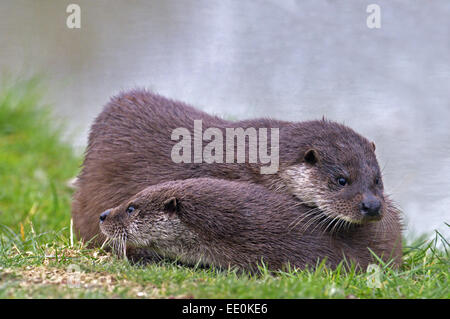 Pair Of Otters, Lutra lutra. Spring. UK Stock Photo