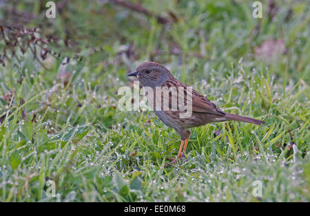 Dunnock/Hedge Sparrow, Prunella modularis with food. Uk Stock Photo