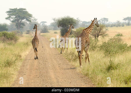 A group of three giraffes (Giraffa camelopardalis) are walking along the road in Serengeti National Park, Tanzania Stock Photo