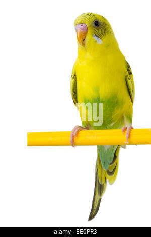 beautiful yellow budgie sitting on a yellow horizontal bar isolated on white background Stock Photo