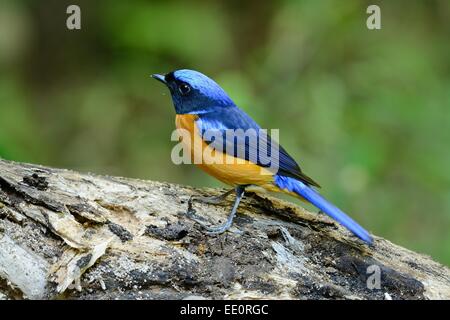 beautiful male Rufous-bellied Niltava (Niltava sundara) in Thai forest Stock Photo