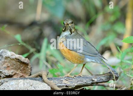 beautiful female Black-breasted Thrush (Turdus dissimilis) in Thailand Stock Photo