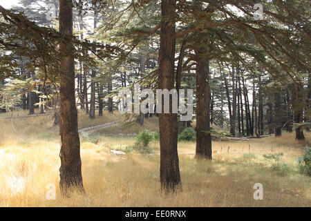 View of the cedar forest in Lebanon. Stock Photo
