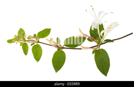 honeysuckle Sprig  with white flowers and green leaves isolated on white background Stock Photo