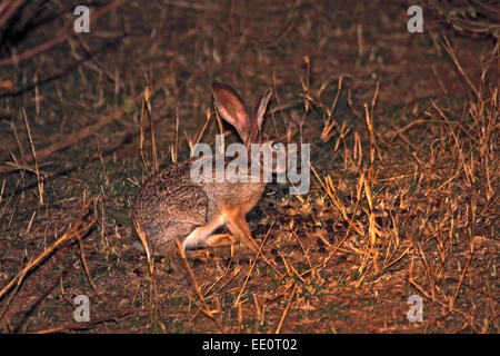 Scrub hare seen on night drive in Kruger National Park Stock Photo