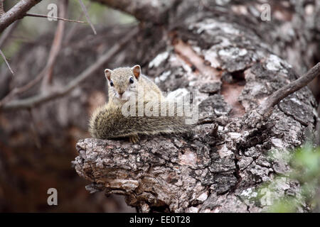 Tree squirrel sitting on branch of dead tree in Kruger National Park Stock Photo