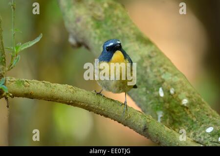 beatiful male Snowy-browed Flycatcher (Ficedula hyperythra) possing on the branch Stock Photo
