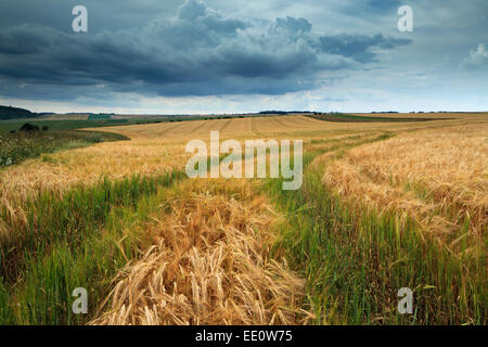Summers field of Wheat, Lychpole Bottom, NR Steyning Bowl, West Sussex Stock Photo