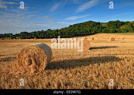 Straw bales in a findon valey field, Findon, West Sussex Stock Photo