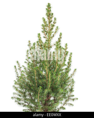 white spruce plant  isolated on white background Stock Photo